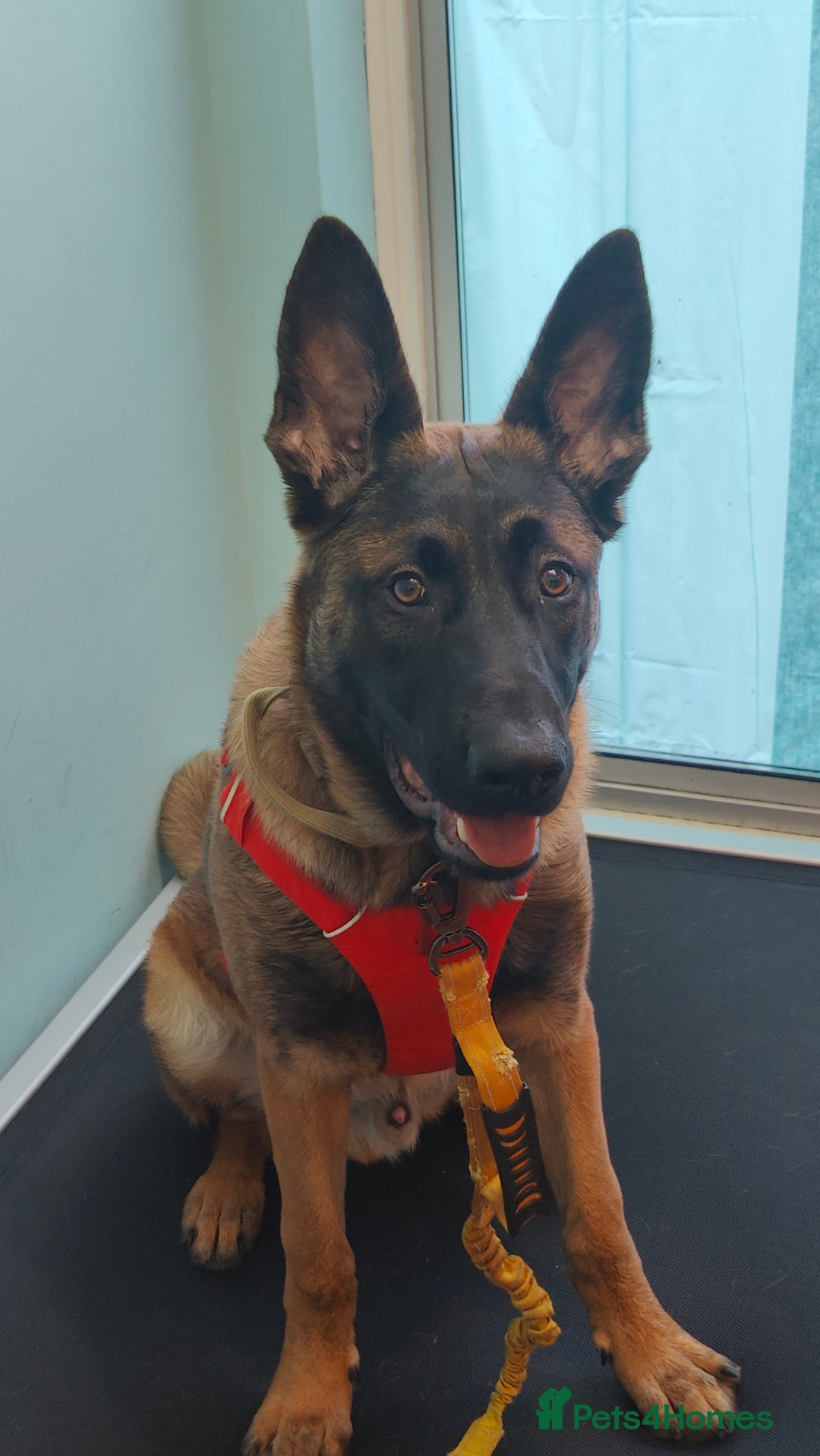 Belgian Shepherd Dog dogs for sale: Hugo Needs a new home  - Advert 1