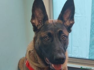 Belgian Shepherd Dog dogs for sale: Hugo Needs a new home - Advert 1