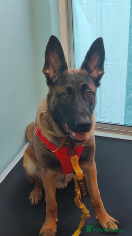 Belgian Shepherd Dog dogs Hugo Needs a new home - Advert 1