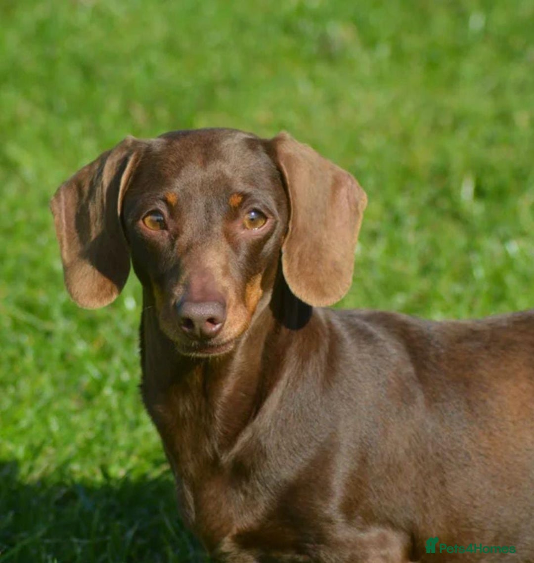 Miniature Dachshund dogs for sale: Miniature Pups ready for their New Forever Homes! - Image 12