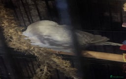 Budgerigars birds for sale: 4 budgies and extra large cage  - Image 4