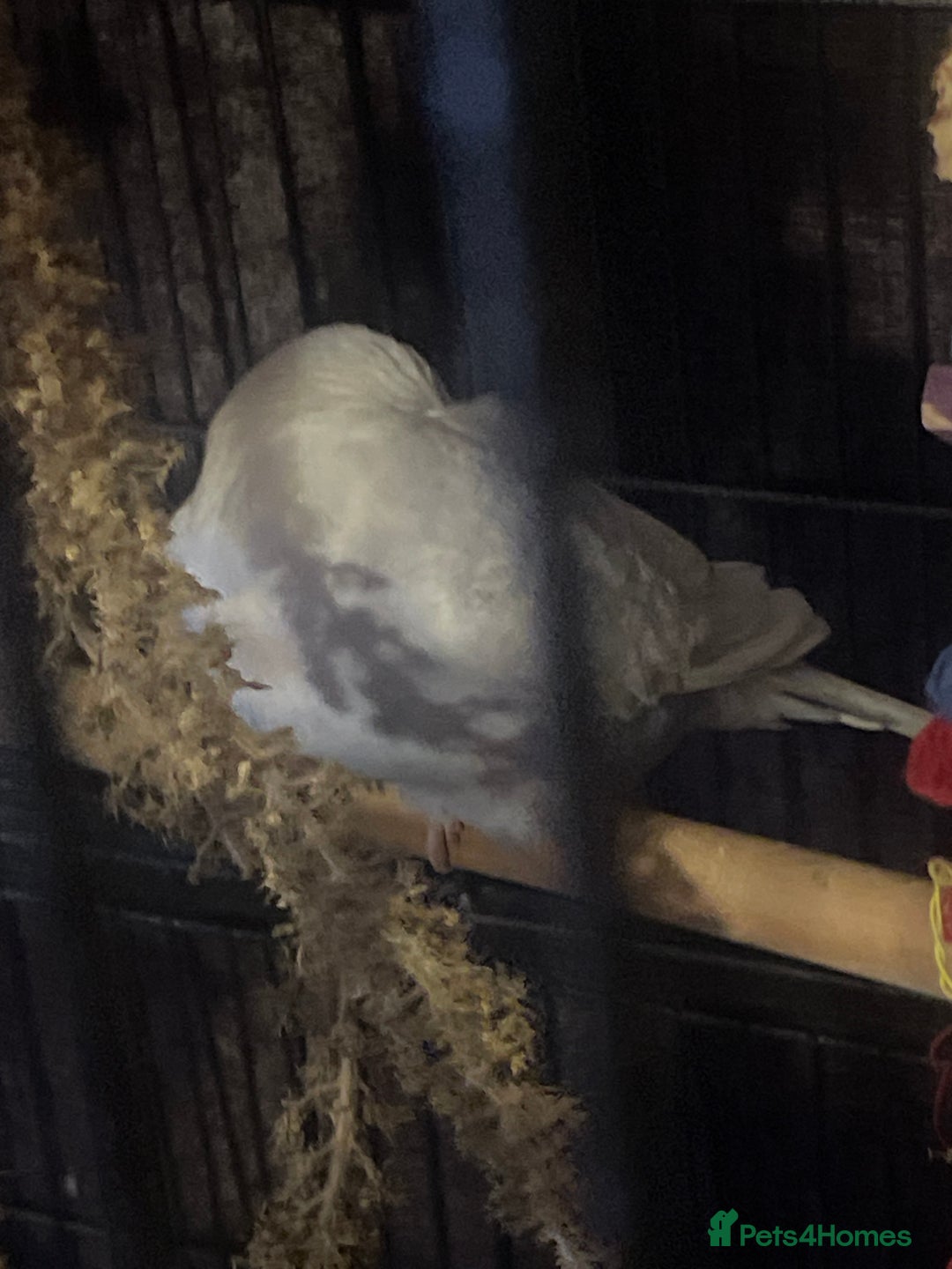 Budgerigars birds for sale: 4 budgies and extra large cage  - Image 4