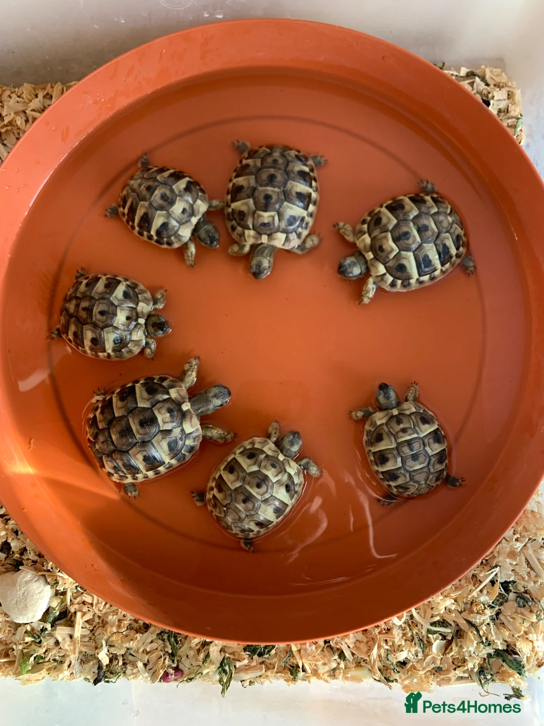 Tortoise reptiles for sale: Six tortoises for sale  - Advert 2