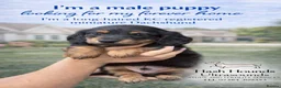Miniature Dachshund dogs for sale: KC registered long haired miniature dachshund  - Advert 3