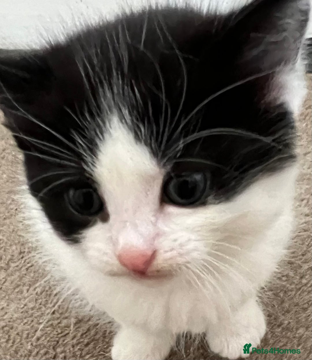 Mixed Breed cats for sale: A Surprise Litter. Dot’s first and last!  - Advert 30