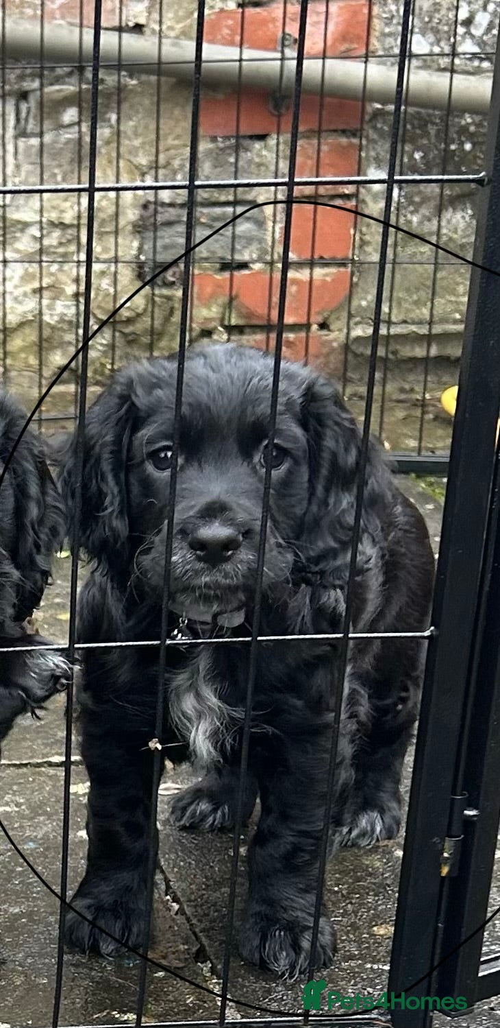 Cocker Spaniel dogs Kc reg black working cocker spaniel - Advert 2