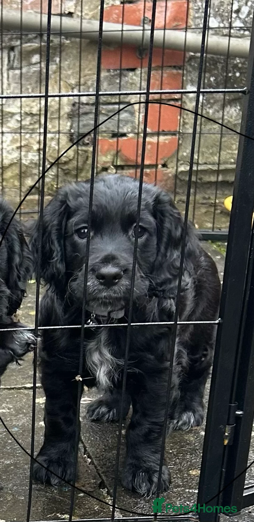 Cocker Spaniel dogs for sale: Kc reg black working cocker spaniel - Advert 1