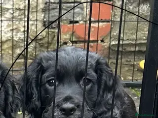 Cocker Spaniel dogs Kc reg black working cocker spaniel - Advert 2