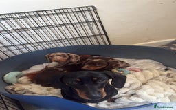 Miniature Dachshund dogs for sale: MINIATURE DASCHUND PUPPIES - Image 2