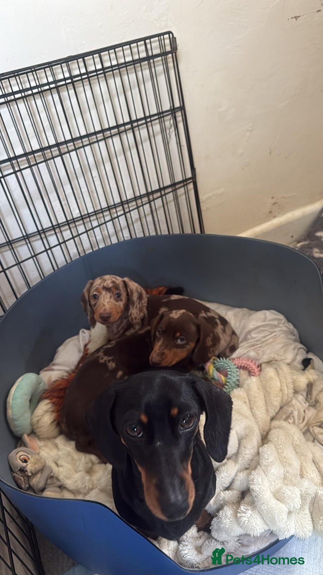 Miniature Dachshund dogs for sale: MINIATURE DASCHUND PUPPIES - Image 2