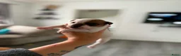 Jack Russell dogs for sale: Jack Russell pups  - Advert 2