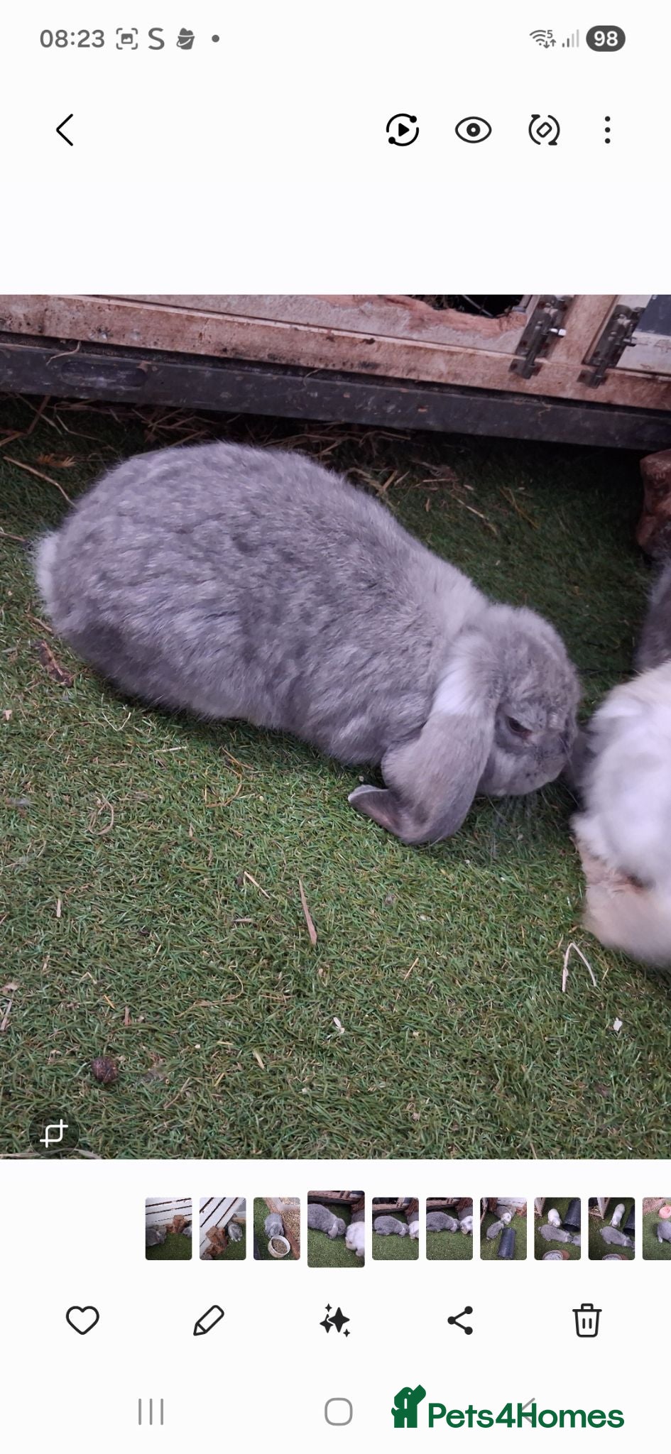 French Lop rabbits French lop bunnies - Advert 10