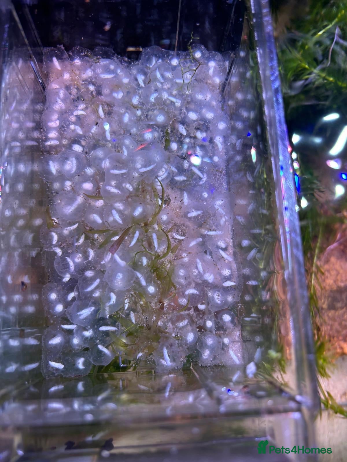 Axolotl reptiles for sale: Axolotl eggs - Advert 1