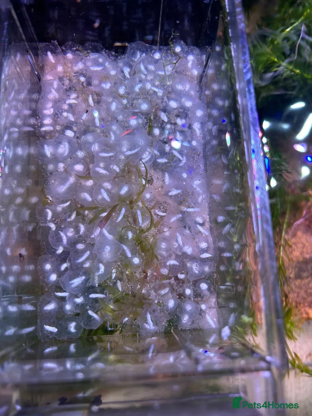 Axolotl reptiles for sale: Axolotl eggs - Advert 1