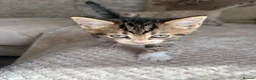 Domestic Shorthair cats for sale: Gorgeous little kittens looking for a forever home - Advert 8