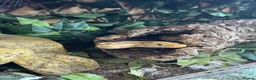 Python Snake reptiles for sale: Male banana leopard ball python and setup - Advert 2