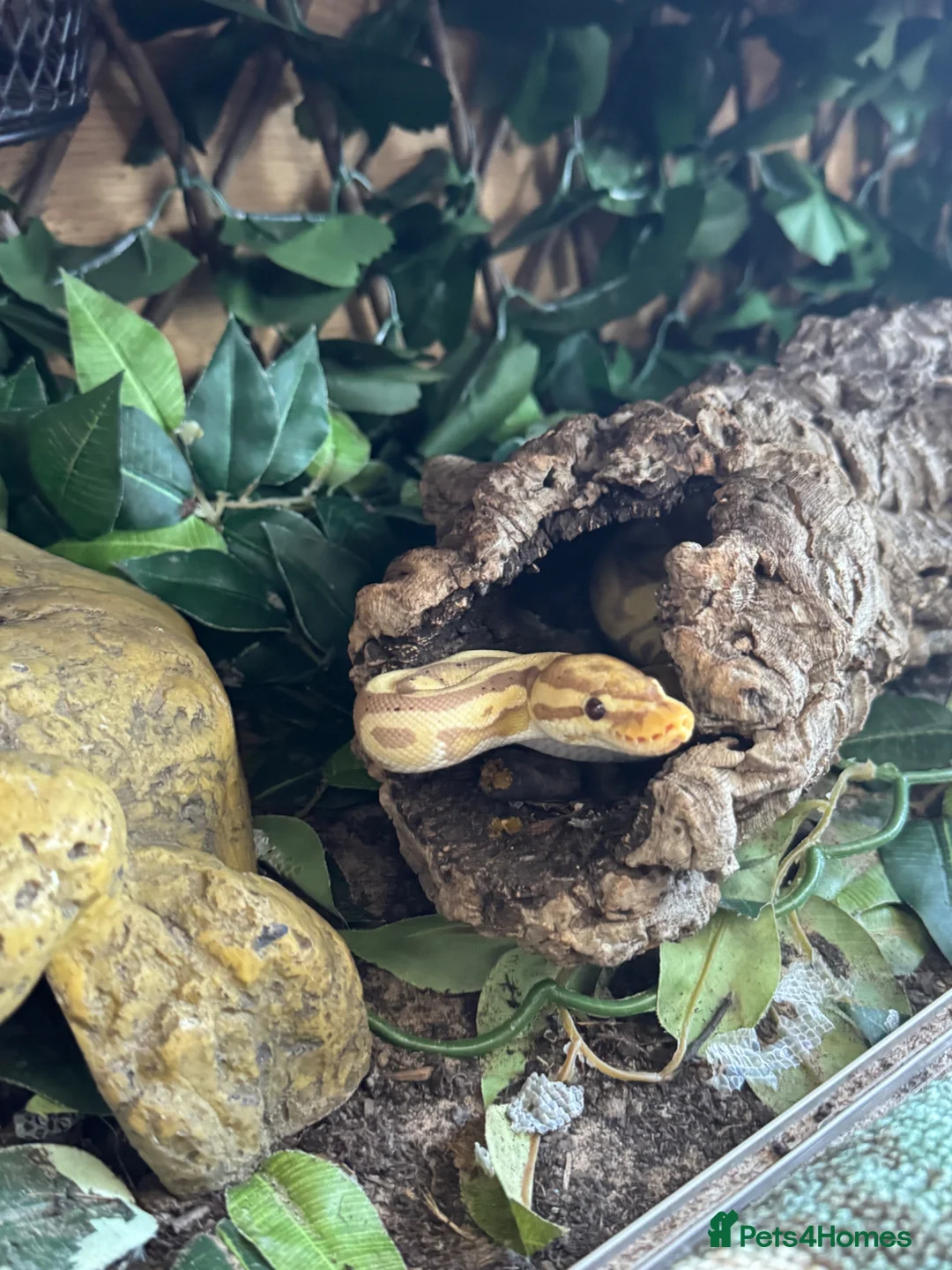 Python Snake reptiles for sale: Male banana leopard ball python and setup - Advert 2