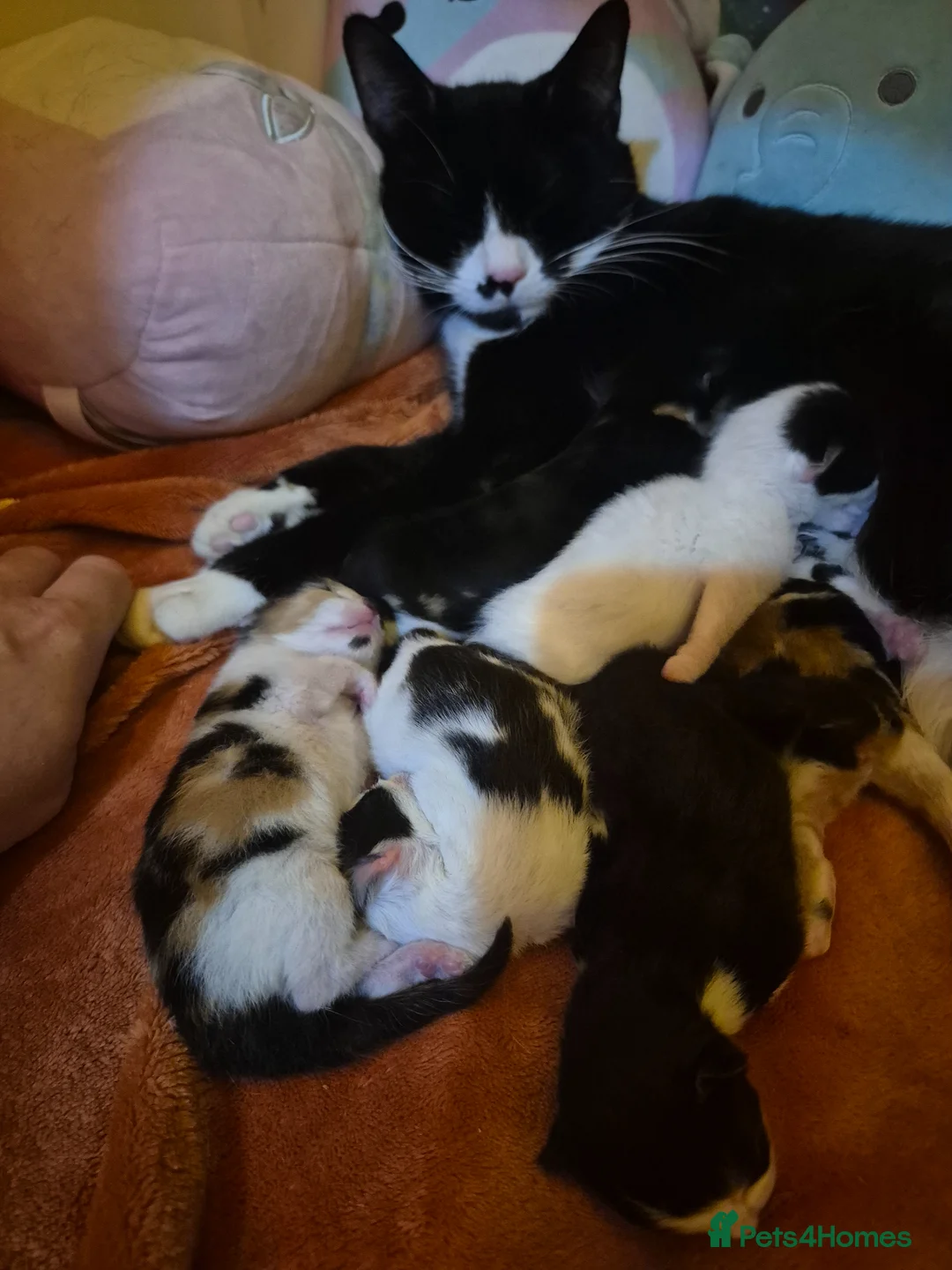 Mixed Breed cats for sale: Kittens for sale  in Reading - Advert 1