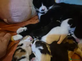 Mixed Breed cats Kittens for sale - Advert 1