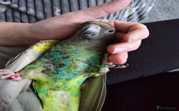 Parrots birds for sale: Myner parrort  - Image 3