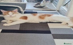 Maine Coon cats for sale: TICA REGISTERED STUNNING MAINE COON KITTENS  in Blackpool - Image 28