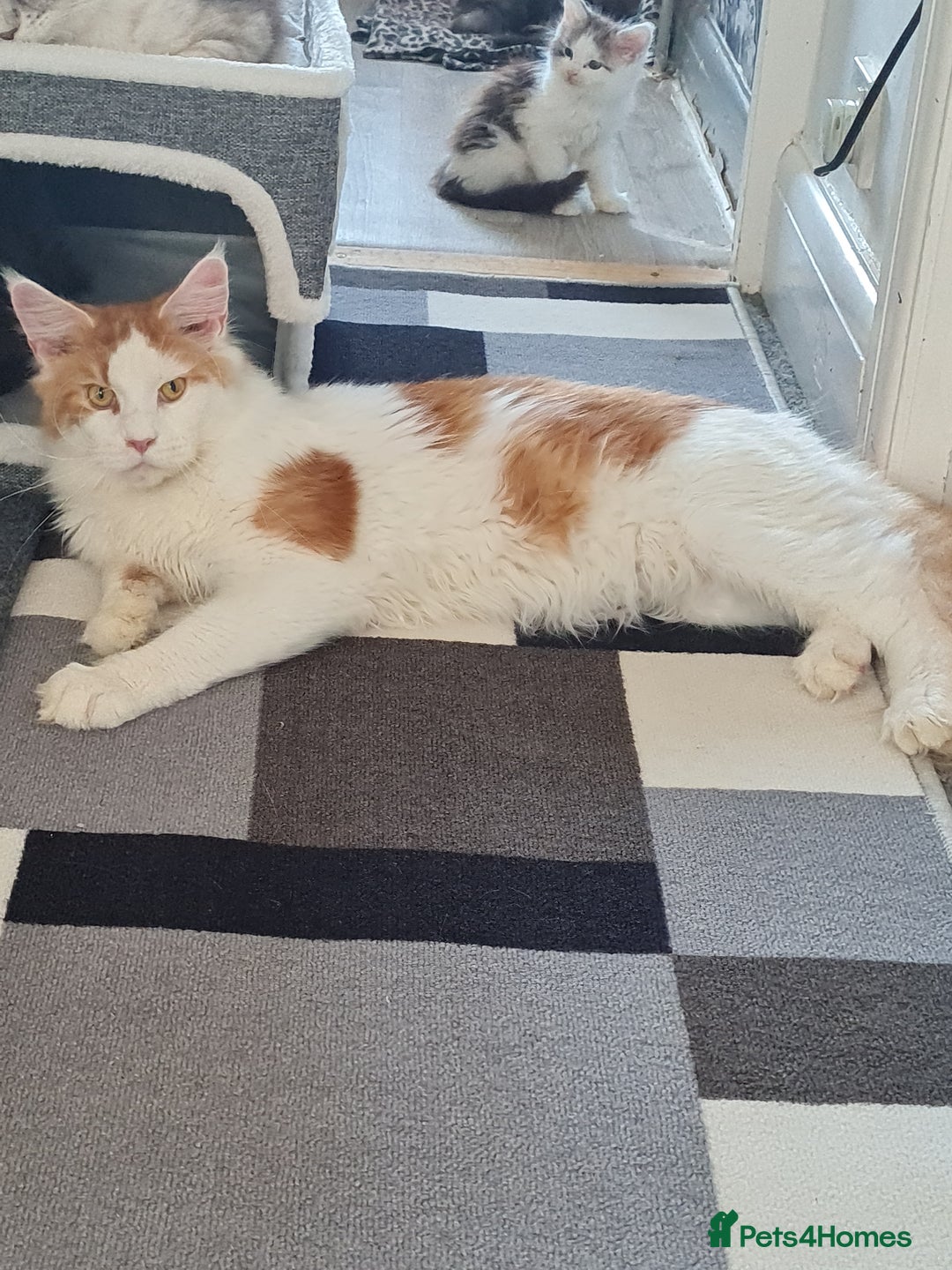 Maine Coon cats for sale: TICA REGISTERED STUNNING MAINE COON KITTENS  in Blackpool - Image 28