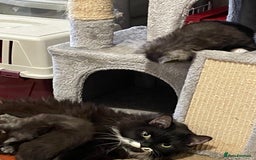 Maine Coon cats for sale: Beautiful mine cross kittens  - Image 6
