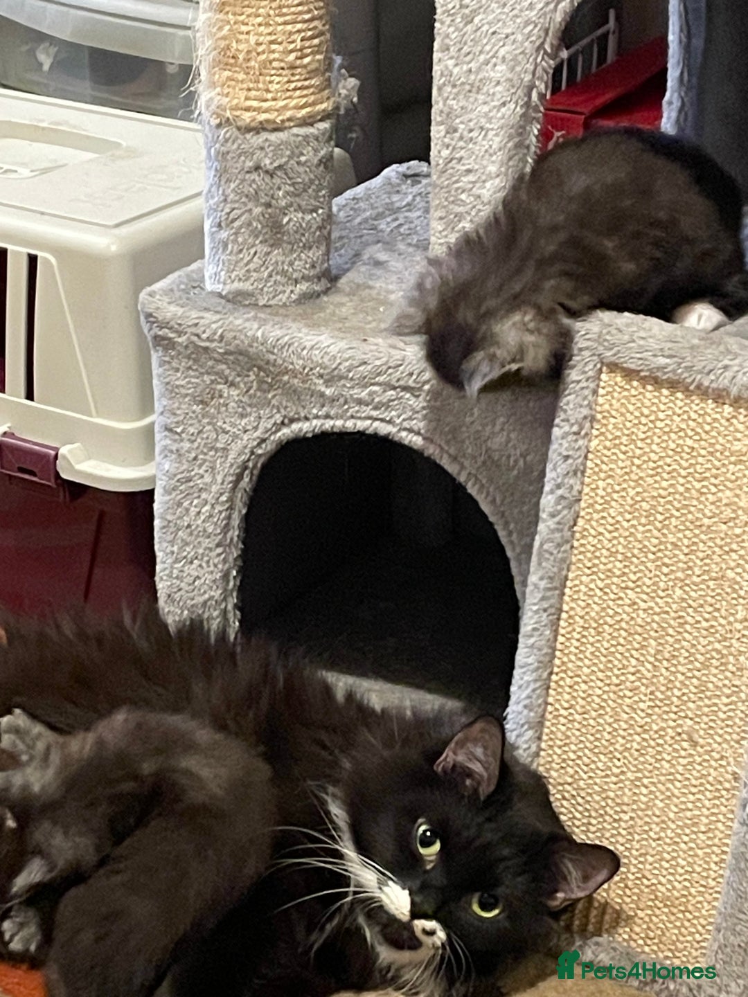 Maine Coon cats for sale: Beautiful mine cross kittens  - Image 6