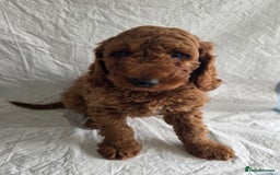 Goldendoodle dogs for sale: 👑Superb Rare Toy/Mini Deepest Red Goldendoodles👑 - Image 25