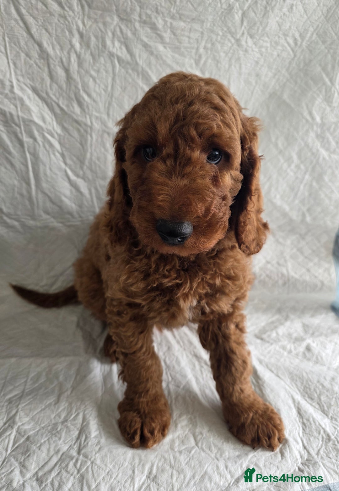 Goldendoodle dogs for sale: 👑Superb Rare Toy/Mini Deepest Red Goldendoodles👑 - Image 25