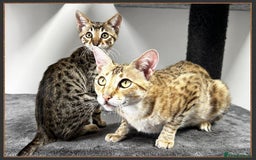 Savannah cats for sale: Ready to go F5 SBT Savannah kittens in Bingley - Image 10