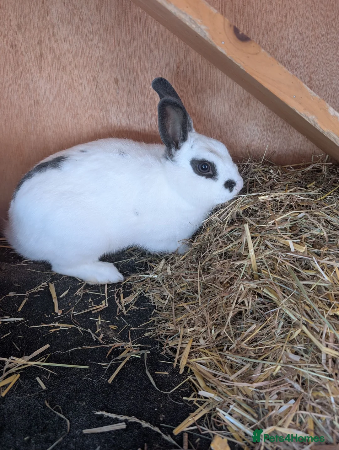 Mixed Breed rabbits for sale: 2 x male bonded rex x lop rabbits with hutch  - Advert 7
