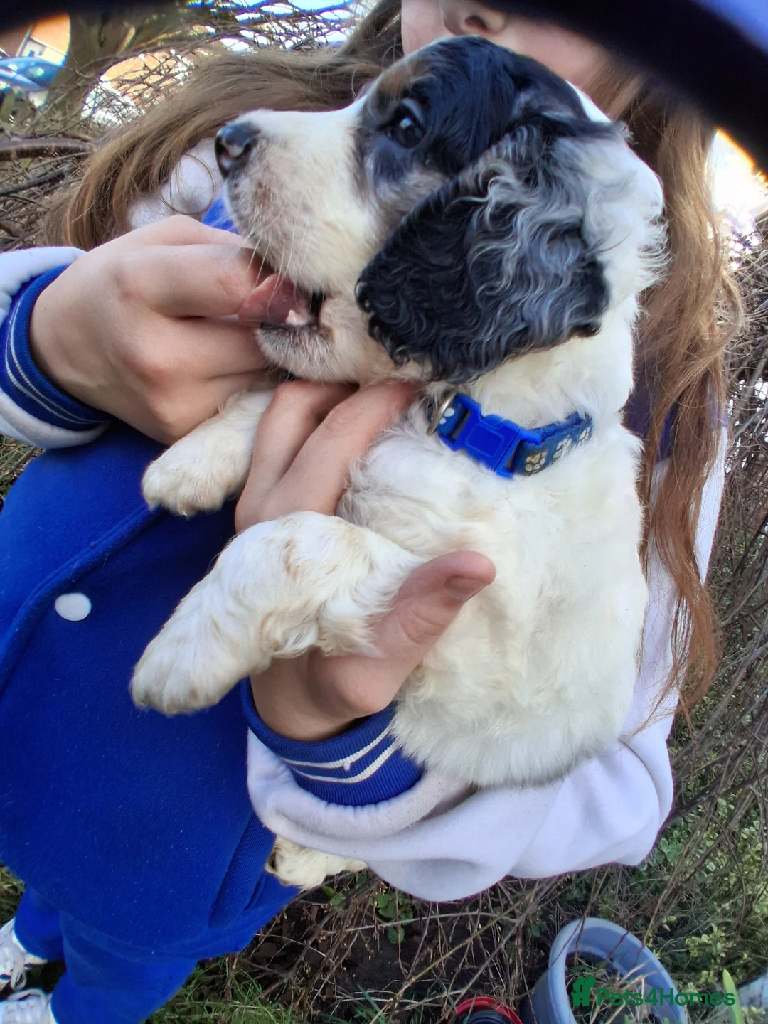 Cockapoo dogs for sale: Stunning cockerpoo puppies ready mid March - Advert 8