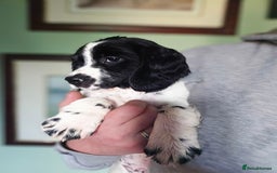 Sprocker dogs for sale: Hendrix the male sprocker available. - Image 36