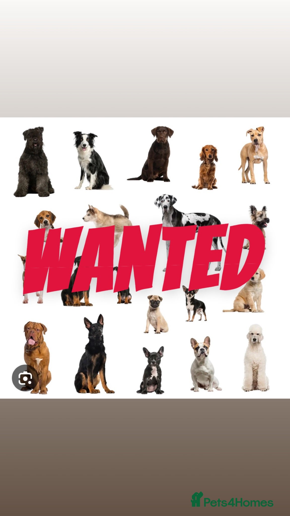 Mixed Breed dogs Wanted dog 0-3 years  - Advert 1