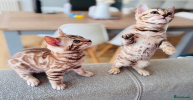 Bengal cats - Advert 12