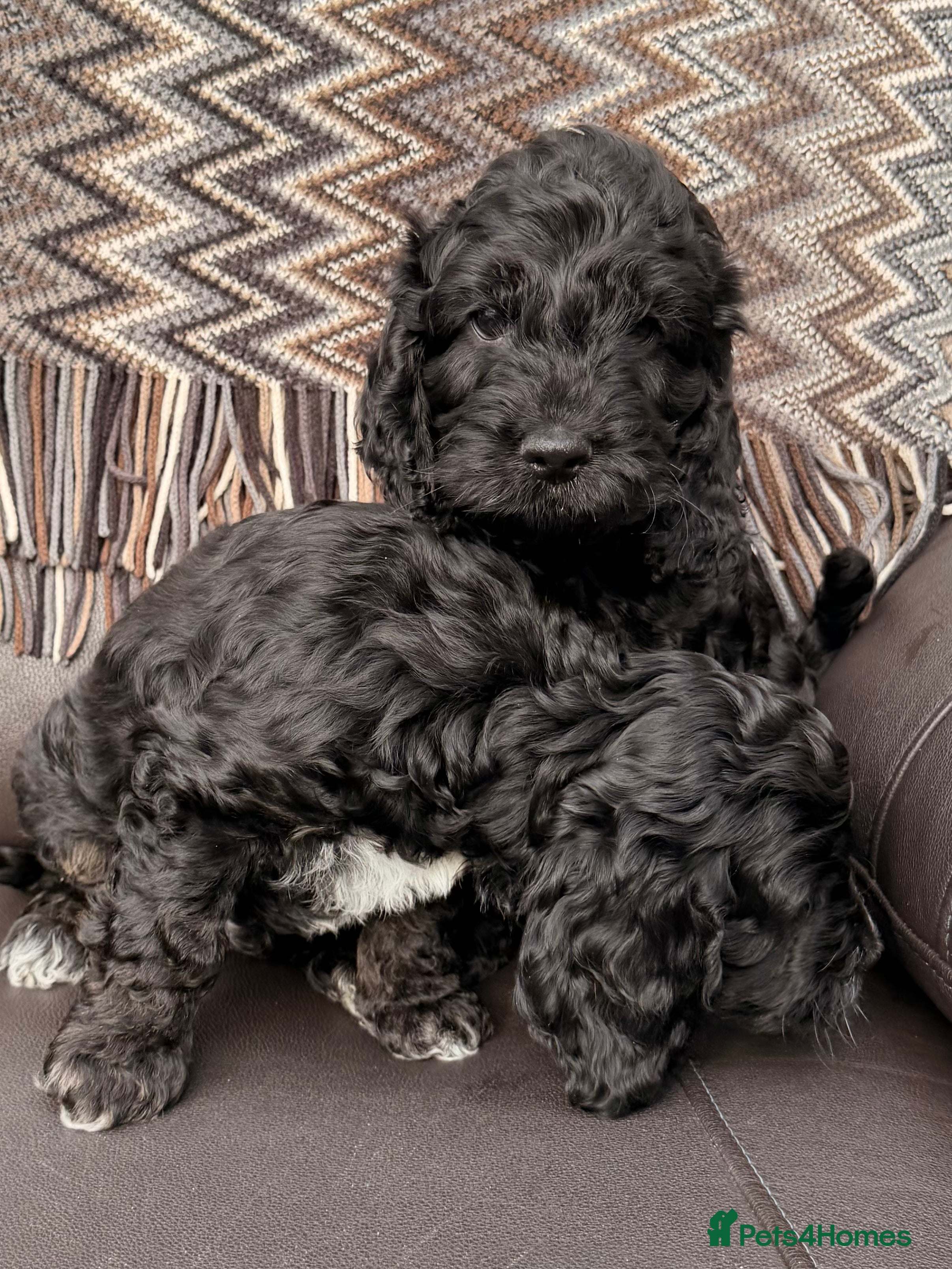 Cockapoo dogs F1 Cockapoo Puppies - Advert 9