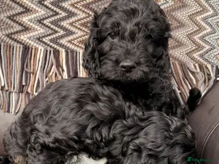 Cockapoo dogs F1 Cockapoo Puppies - Advert 13