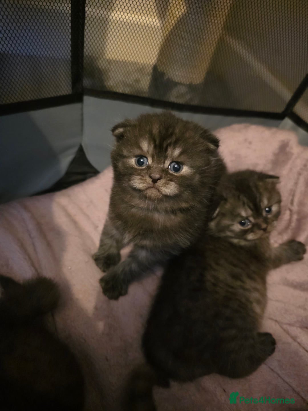 Scottish Fold cats for sale: Scotish fold ears kittens  - Advert 4