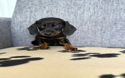 Dachshund dogs for sale: Miniature Dachshund puppies  - Image 16