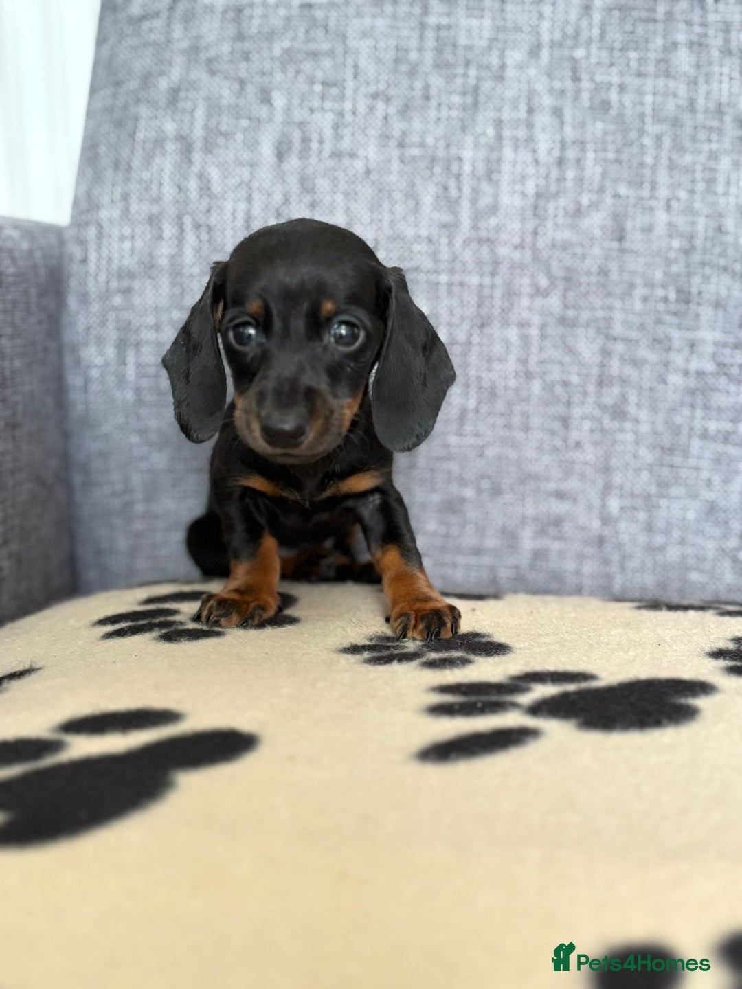 Dachshund dogs for sale: Miniature Dachshund puppies  - Image 16