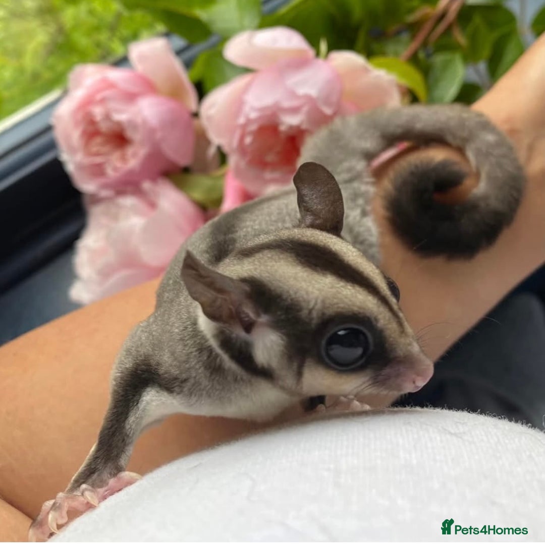 Sugar Glider rodents for sale: Sugar Gliders available to suitable homes - Advert 21