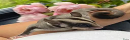 Sugar Glider rodents for sale: Sugar Gliders available to suitable homes - Advert 24