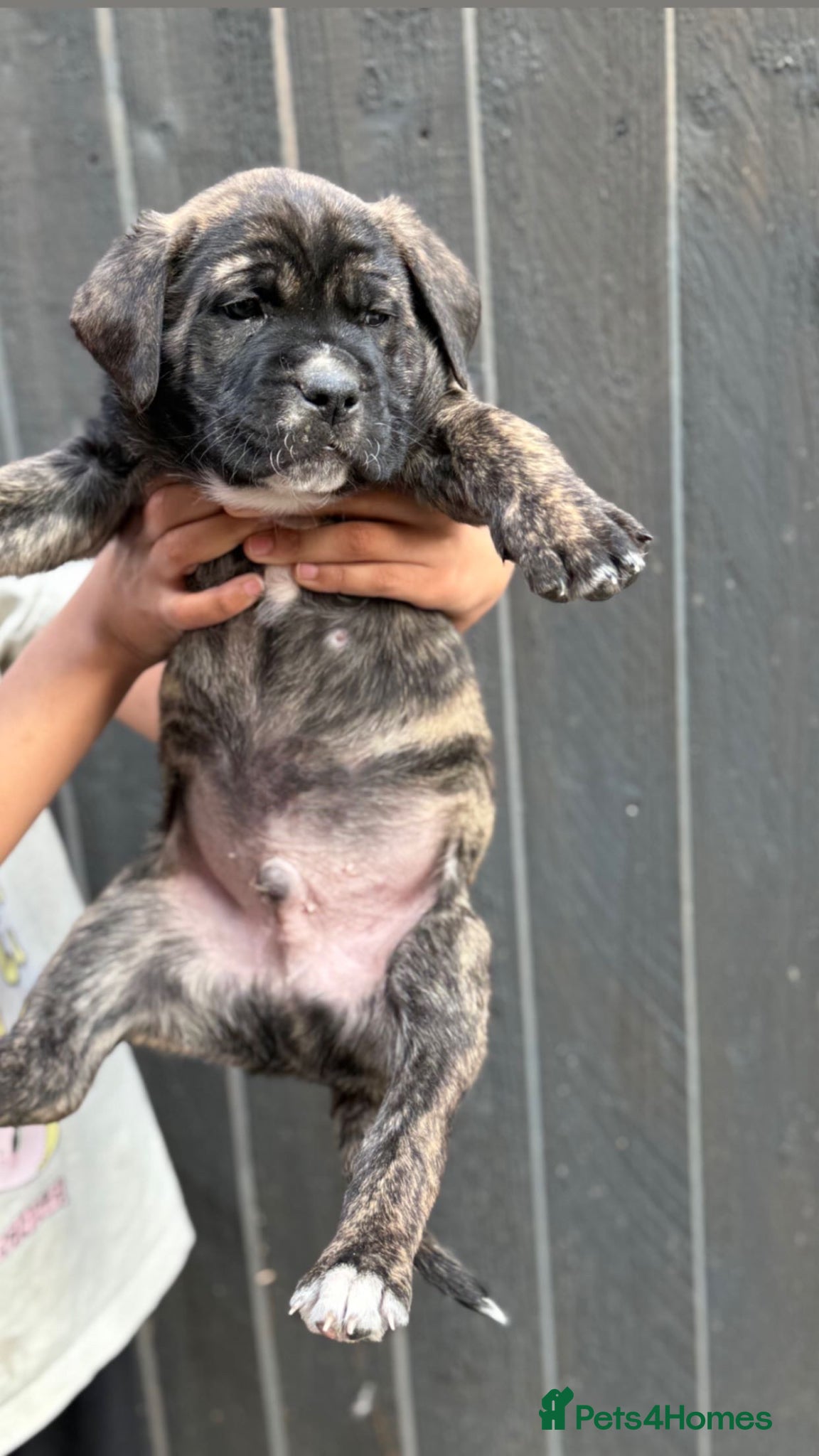 Presa Canario dogs Last 5 🏆Champion Blood  presa Canario pups!! - Advert 1