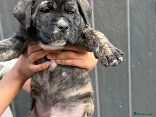 Presa Canario dogs Last 5 🏆Champion Blood presa Canario pups!! - Advert 1