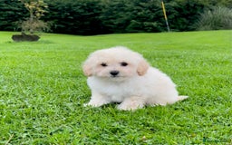 Poochon dogs for sale: F1 female Poochon puppy  - Image 5