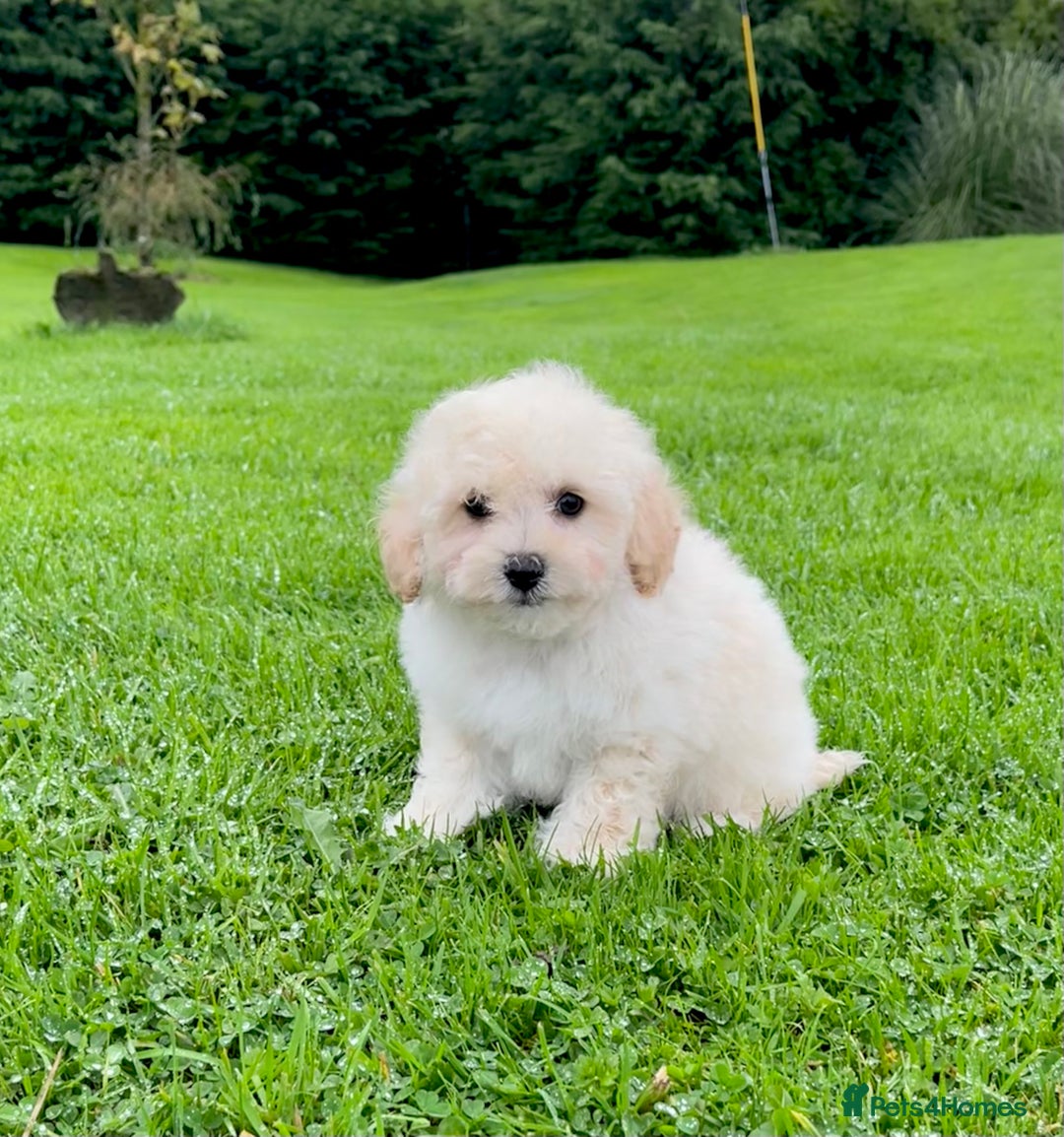 Poochon dogs for sale: F1 female Poochon puppy  - Image 5