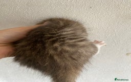 RagaMuffin cats for sale: Beautiful Ragdoll kittens  - Image 21