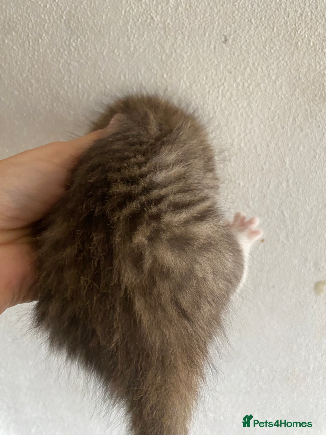 RagaMuffin cats for sale: Beautiful Ragdoll kittens  - Image 21