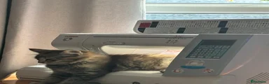 Tortie